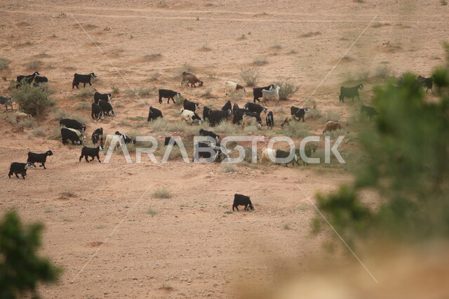 مفهوم العناية والاهتمام في  الثدييات، محمية طبيعية لرعاية حيوان الماعز في محافظة الشقراء، مجموعة من الأغنام تسير في أراضي قرية أشيقر في المملكة العربية السعودية، تربية المواشي في المناطق الصحراوية