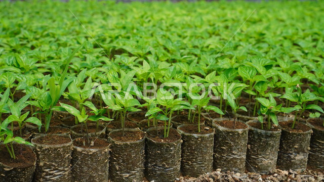 مفهوم الإنتاش ونمو ساق النبات وأوراقها فوق الأرض، صورة مقربة لشتلات ونباتات ضمن البيوت البلاستيكية, المشاتل والحاضنات والمحميات الزراعية في المملكة العربية السعودية