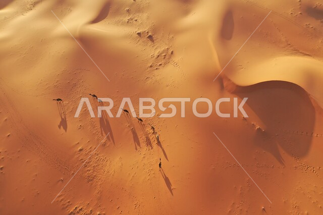التشكيلات الرملية في المناطق الطبيعية الصحراوية في المملكة العربية السعودية، الكثبان والرمال الذهبية الناعمة صحراء مدينة الرياض، محميات طبيعية لتربية الإبل والمواشي، صورة علوية عامودية لمجموعة من قطيع الجمال العربية في وسط نفود الخرارة في النهار