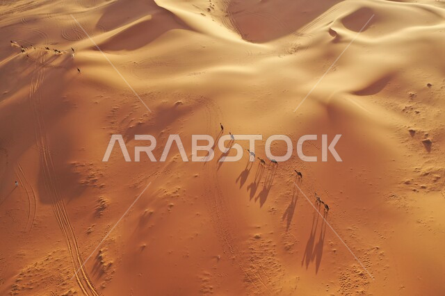 محميات طبيعية لتربية الإبل والمواشي، صورة علوية عامودية لمجموعة من قطيع الجمال العربية في وسط نفود الخرارة في النهار، التشكيلات الرملية في المناطق الطبيعية الصحراوية في المملكة العربية السعودية، الكثبان والرمال الذهبية الناعمة صحراء مدينة الرياض