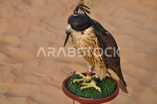 تدريب و ترويض الطيور المفترسة, صورة مقربة لطائر الصقر الجارح المغطى بخوذة جلدية على الرأس, ترسيخ القيم والعادات العربية الأصيلة, تنظيم فعاليات موسم صيد الصقور, التمسك بإرث الأجداد في تربية الطيور الجارحة عبر الأجيال