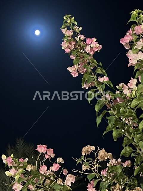 الأجواء الليلية الهادئة, انعكاس ضوء القمر على نبتة الجهنمية, المناظر الطبيعية في المملكة العربية السعودية, الاستمتاع برؤية القمر ليلاً