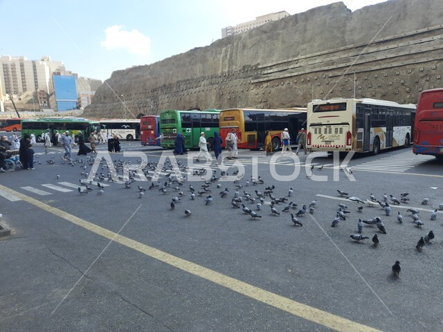 طيور الحمام تأكل الحبوب في موقف كدي للحافلات بجوار الحرم المكي الشريف في مكة المكرمة، أماكن ومعالم دينية اسلامية مقدسة في المملكة، وسائل النقل والمواصلات التي تنقل الحجاج من مكان الى اخر, السياحة الدينية في السعودية