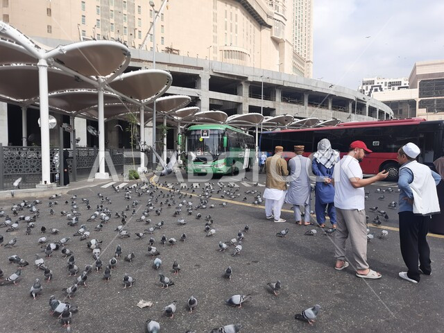معالم اسلامية دينية مقدسة في المملكة, طيور الحمام تأكل الحبوب في موقف كدي للحافلات بجوار الحرم المكي الشريف في مكة المكرمة، وسائل النقل والمواصلات التي تنقل الحجاج من مكان الى اخر, السياحة الدينية في السعودية