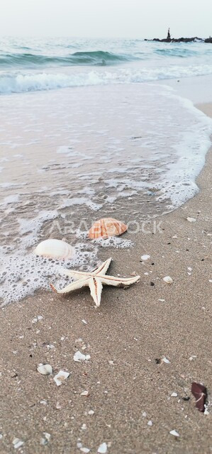 Recreational activities to attract and attract tourists, a close-up of starfish and shells lying on the beach, the waterfront in the city of Ras Al Khaimah in the United Arab Emirates, cities and tourist attractions