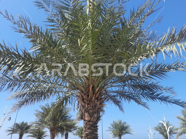 Paying attention to planting green palm trees on the Al-Wasqa Corniche on the Red Sea during the day, picnic areas and recreational trips during the summer vacation, and famous tourist and coastal attractions in Al-Laith Governorate in the Makkah Al-Mukarramah region.