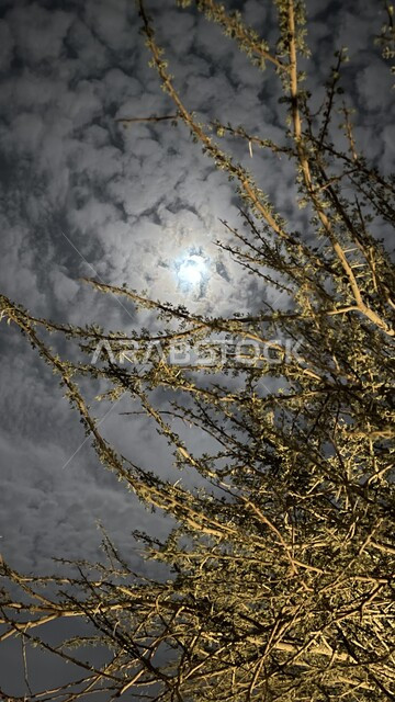 اندماج ضوء القمر بالسحب والغيوم البيضاء, المناظر الطبيعية في المملكة العربية السعودية, الاستمتاع بالأجواء الليلية الهادئة, الأشجار والنباتات الخضراء في الليل, صورة مقربة لأغصان شجرة في إحدى الأراضي والحقول