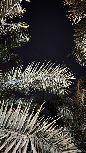 النجوم الامعة في السماء, الاستمتاع بالأجواء الليلية الهادئة, الأشجار والنباتات الخضراء في المملكة العربية السعودية, المناظر الطبيعية في الليل