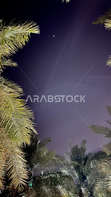 النجوم الامعة في السماء, الاستمتاع بالأجواء الليلية الهادئة, الأشجار والنباتات الخضراء في المملكة العربية السعودية, المناظر الطبيعية في الليل