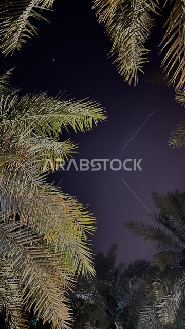 المناظر الطبيعية في الليل, النجوم الامعة في السماء, الاستمتاع بالأجواء الليلية الهادئة, الأشجار والنباتات الخضراء في المملكة العربية السعودية