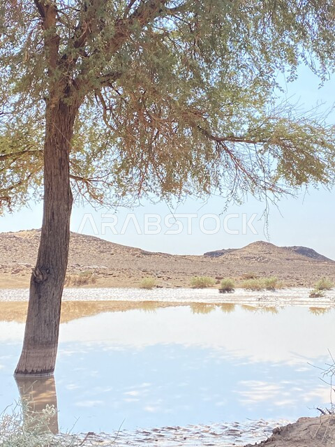معالم مدينة تبوك السياحية, الاستمتاع بالمناظر الطبيعية في النهار, مناطق السياحة وقضاء الوقت الممتع, نمو النباتات البرية الخضراء في المناطق الصحراوية, أماكن تجمع مياه الأمطار
