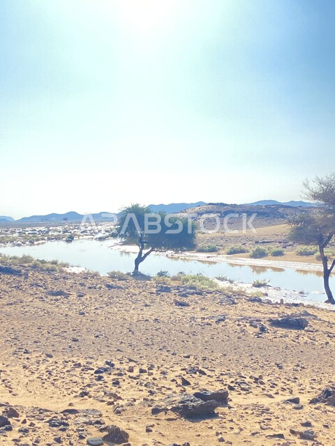 الاستمتاع بالمناظر الطبيعية في النهار, مناطق السياحة وقضاء الوقت الممتع, نمو النباتات البرية الخضراء في المناطق الصحراوية, أماكن تجمع مياه الأمطار, معالم مدينة تبوك السياحية