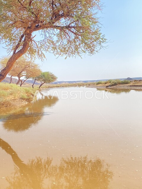 انعكاس ظل الأشجار على سطح المياه, المناظر الطبيعية في المملكة العربية السعودية, أماكن السياحة في مدينة تبوك, نمو النباتات البرية في الأماكن الصحراوية