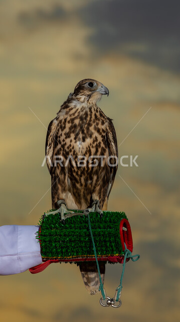 الفخر بالتراث السعودي العريق في تربية الطيور الجارحة والمفترسة، رمز القوة والتحدي وحدة البصر، صورة مقربة ليد رجل عربي خليجي سعودي يمسك طائر الصقر الجارح في إحدى المحميات الطبيعية في المملكة العربية السعودية