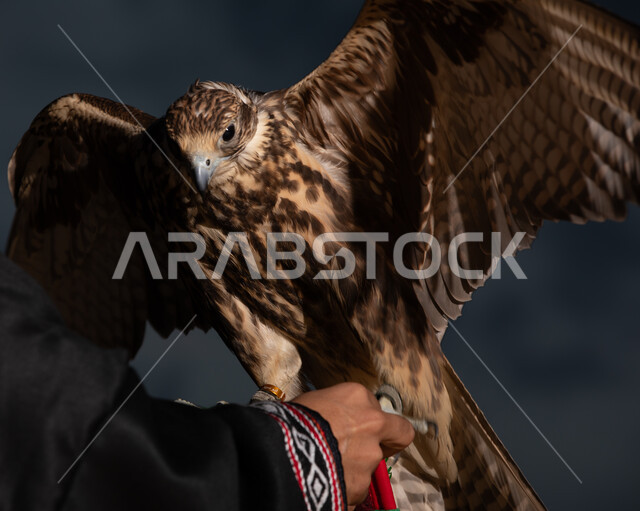 الفخر بالتراث السعودي العريق في تربية الطيور الجارحة والمفترسة، رمز القوة والتحدي وحدة البصر، صورة مقربة ليد رجل عربي خليجي سعودي يمسك طائر الصقر الجارح في إحدى المحميات الطبيعية في المملكة العربية السعودية