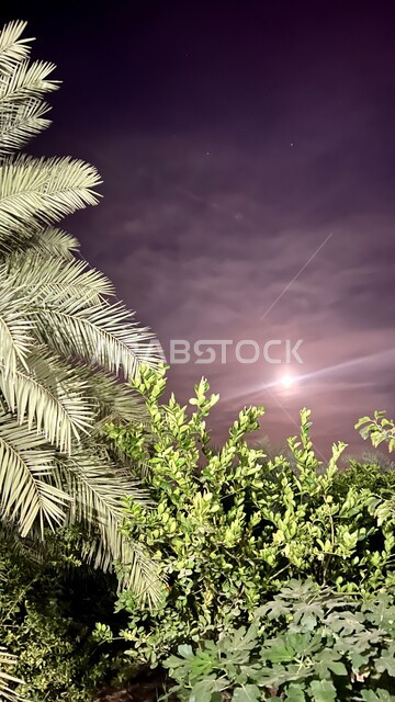 منظر القمر المضيء في السماء, الاستمتاع بالأجواء الليلة الهادئة في سلطنة عمان, صورة مقربة للأشجار والنباتات الخضراء في وقت الليل، خلفية الطبيعة