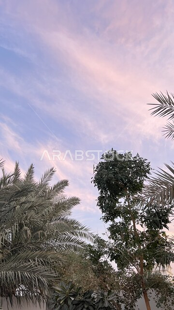 مناطق السياحة وقضاء الوقت الممتع, الاستمتاع بالمناظر الطبيعية في النهار في سلطنة عمان, صورة مقربة للأشجار والنباتات الخضراء في وقت غروب الشمس، خلفية الطبيعة