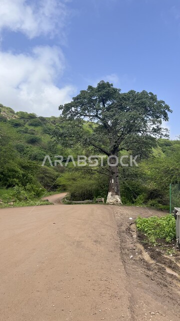 Enjoying the natural scenery during the day, tourist areas and spending a pleasant time, trees and green plants on mountain peaks and heights, tourist attractions of the Sultanate of Oman