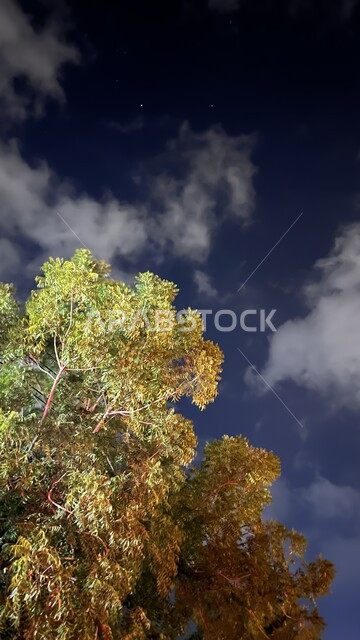 منظر الغيوم البيضاء في السماء, الاستمتاع بالأجواء الليلة الهادئة في ولاية الرستاق في سلطنة عمان, صورة مقربة للأشجار والنباتات الخضراء في وقت الليل، خلفية الطبيعة