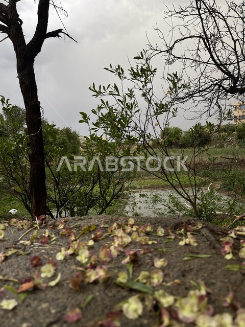 الاستمتاع بالمناظر الطبيعية في النهار, مناطق السياحة وقضاء الوقت الممتع, نمو النباتات البرية والأشجار الخضراء, تجمع مياه الأمطار في الأراضي الزراعية، خلفية الطبيعة