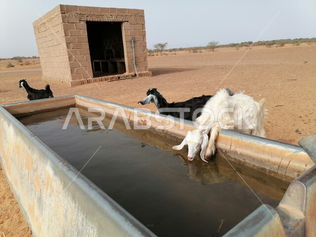 A flock of sheep drinking from a water wheel during the day, farms caring for animals and livestock, a natural reserve for raising goats in the Kingdom of Saudi Arabia, a market for sheep and wild animals, offerings and sacrifices for Islamic holidays and occasions.