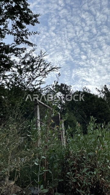 الأشجار الطبيعية والنباتات الخضراء في النهار في منطقة الباحة, مشهد الغيم والسحب البيضاء القطنية في سماء المملكة العربية السعودية، خلفية الطبيعه