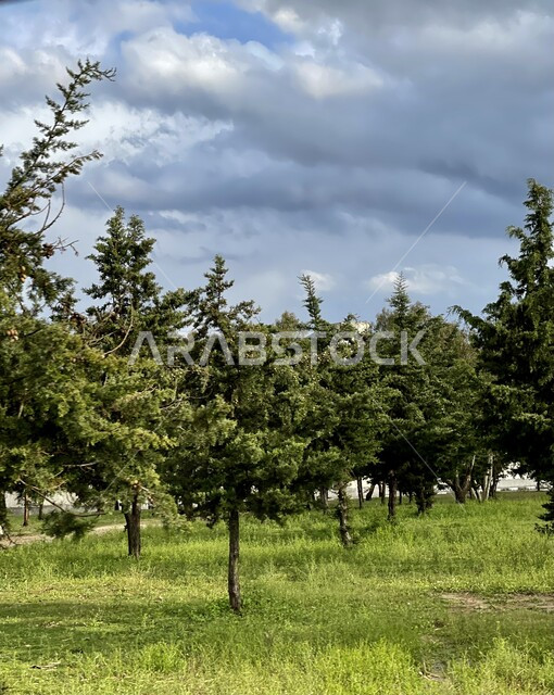 Cultivation of green plants and trees, tourism areas and spending enjoyable time, agricultural lands and fields in the Kingdom, local Saudi national products, scene of thick clouds in the sky, nature background