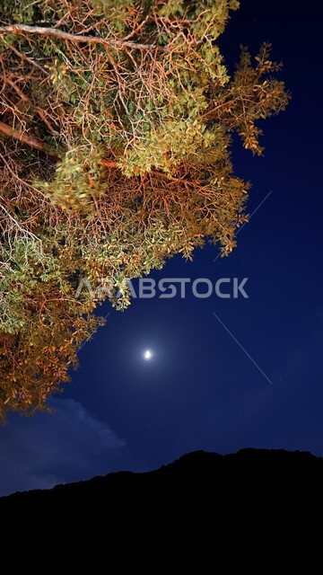 منظر القمر المضيء في سماء المملكة العربية السعودية, الاستمتاع بالأجواء الليلة الهادئة في مدينة الباحة, صورة مقربة للأشجار والنباتات الخضراء في وقت الليل، خلفية الطبيعة