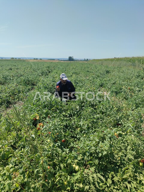 زراعة النباتات والأشجار الخضراء, رجل عربي خليجي سعودي يقوم بقطف ثمار الطماطم في إحدى مزارع المملكة، الأراضي والحقول الزراعية، منتجات ومحاصيل وطنية محلية سعودية، خلفية الطبيعة