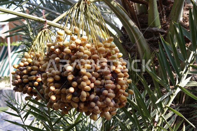 موسم الحصاد والقطاف، محمية طبيعية لزراعة أشجار النخيل في المملكة العربية السعودية، صورة مقربة لعناقيد حبات الرطب الطازجة، الاهتمام بالاشجار والنباتات الخضراء المثمرة، منتجات ومحاصيل زراعيه محلية وطنية