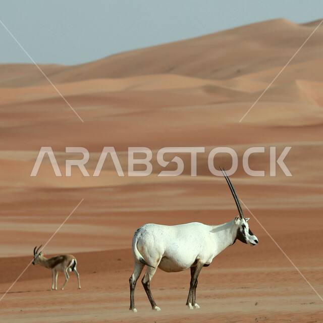 الاهتمام والعناية بالحيوانات البرية في المحميات الطبيعية، صورة مقربة لحيوانات المها العربية بيضاء اللون ذات قرون طويلة مستقيمة وذيل تقف في الصحراء، الرمال الذهبية الناعمة في صحاري المملكة العربية السعودية