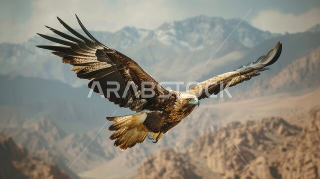 العناية والاهتمام بالطيور، حدة بصر الطيور الجارحة، صورة مقربة لتحليق طائر النسر العربي في السماء فوق المناطق الصحراوية، الحياة البرية في المملكة العربية السعودية