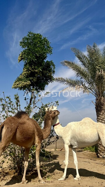  جملان عربيان يقفان فوق الكتبان الرملية في صحراء المملكة العربية السعودية، اشجار النخيل الخضراء والنباتات في احدى المناطق الصحراوية, محميات طبيعية لتربية حيوان الإبل والمواشي والاعتناء بها