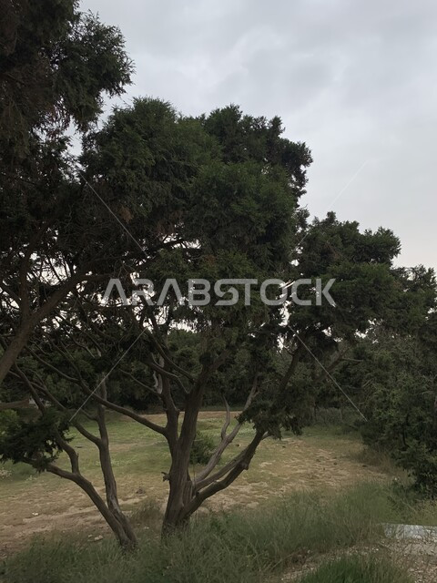 Spending enjoyable time in nature and the outdoors, the scene of the blue sky during the day, taking care of public garden views, landscaping and planting plants in the cities of the Kingdom of Saudi Arabia, a close-up of a green tree in natural family recreational places, nature background