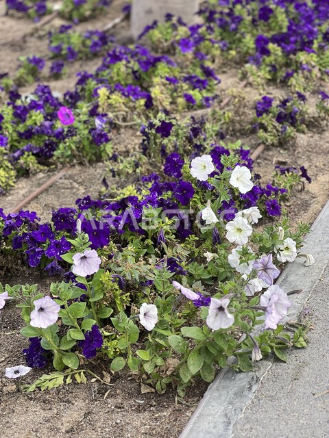 Nature in the State of Qatar, interest in growing flowers and plants, spending a pleasant time in Al Rayyan Park in Doha, a close-up photo of colorful, blooming aromatic roses