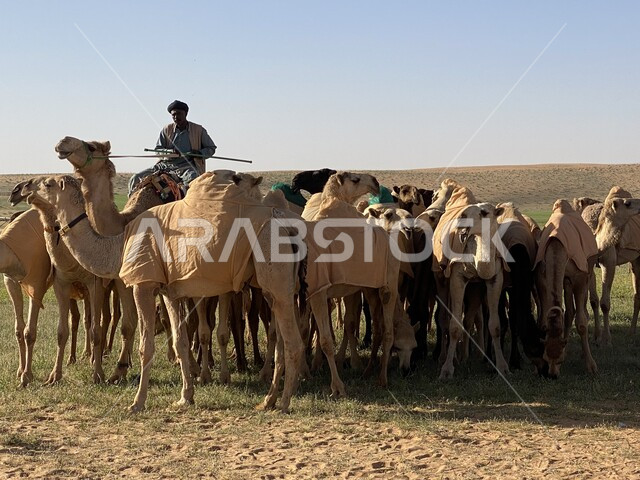 مهرجانات سنوية ترفيهية، قطيع من الجمال والابل  في محمية طبيعية بالمناطق الصحراوية، تربية الجمال والإبل في المملكة العربية السعودية، مفهوم العناية والاهتمام بالنوق، المحميات الطبيعية والبرية، وسائل التنقل القديمة