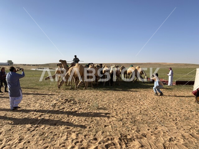 مهرجانات سنوية ترفيهية، قطيع من الجمال والابل  في محمية طبيعية بالمناطق الصحراوية، تربية الجمال والإبل في المملكة العربية السعودية، مفهوم العناية والاهتمام بالنوق، المحميات الطبيعية والبرية، وسائل التنقل القديمة
