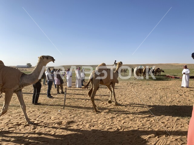 مهرجانات سنوية ترفيهية، قطيع من الجمال والابل  في محمية طبيعية بالمناطق الصحراوية، تربية الجمال والإبل في المملكة العربية السعودية، مفهوم العناية والاهتمام بالنوق، المحميات الطبيعية والبرية، وسائل التنقل القديمة
