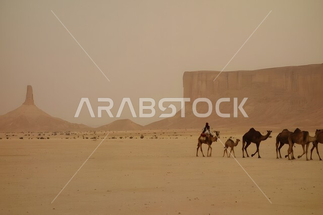 قافلة من حيوان الأبل تمشي فوق الكثبان الرملية في الصحاري، محميات طبيعية برية لتربية الجمال، مناظر الطبيعة الصحراوية والقمم والمرتفعات الجبلية في المملكة العربية السعودية، الأجواء الضبابية