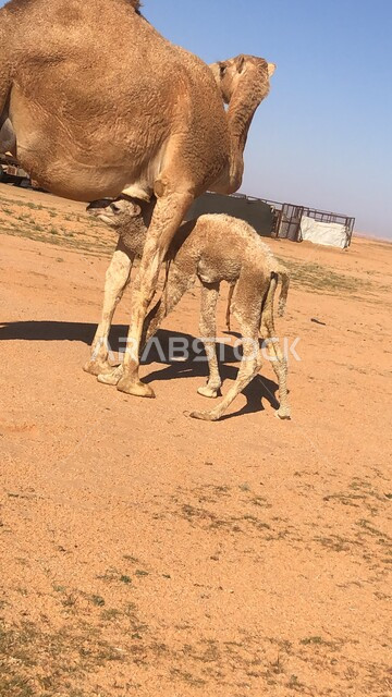 الاهتمام في تربية الحيوانات والإبل، ناقة تقف مع ابنها وسط صحراء المملكة العربية السعودية، الكثبان الرملية والرمال الذهبية في المناطق الصحراوية في النهار، محميات طبيعية لرعاية الجمال والمواشي