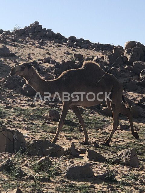 جمل عربي يقف وسط صحراء في النهار في المملكة العربية السعودية، نمو النباتات والأعشاب البرية في قمم ومرتفعات المناطق الصحراوية، محميات طبيعية لرعاية الجمال والمواشي، الاهتمام في تربية الحيوانات والإبل