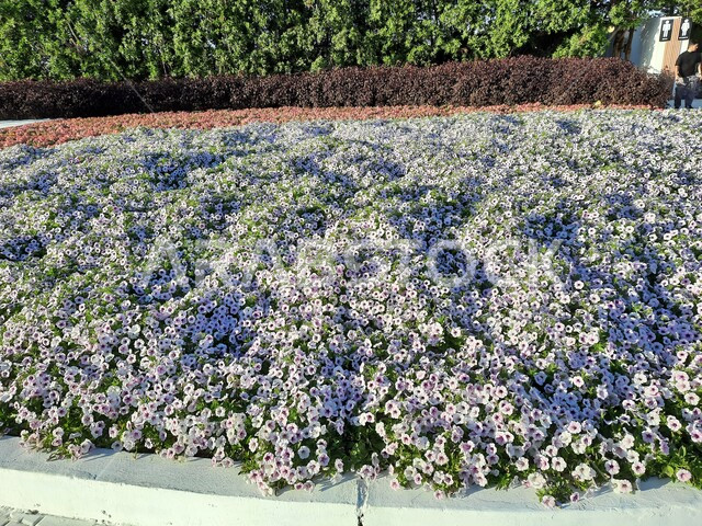 Colorful paths and fields of roses at the Flower and Gardens Festival, an environmental, cultural and entertainment family destination, environmental preservation and sustainable development, natural tourist exhibitions and festivals in the Kingdom of Saudi Arabia, decorations and designs in the event park in Yanbu Industrial City.