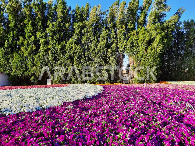 Colorful paths and fields of roses at the Flower and Gardens Festival, an environmental, cultural and entertainment family destination, environmental preservation and sustainable development, natural tourist exhibitions and festivals in the Kingdom of Saudi Arabia, decorations and designs in the event park in Yanbu Industrial City.