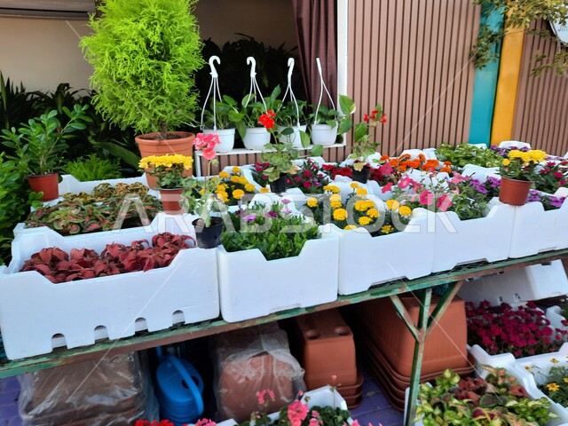 منتجات المشاتل والأدوات الزراعية في مهرجان الزهور، وجهه عائلية بيئية ثقافية وترفيهية، الحفاظ على البيئة والتنمية المستدامة، معارض ومهرجانات طبيعية سياحية في المملكة العربية السعودية، ركن تنسيق وبيع الزهور والنباتات في حديقة المناسبات بمدينة ينبع الصناعية