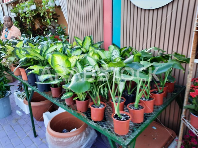 الأدوات الزراعية ومنتجات المشاتل في مهرجان الزهور، وجهه عائلية بيئية ثقافية وترفيهية، الحفاظ على البيئة والتنمية المستدامة، معارض ومهرجانات طبيعية سياحية في المملكة العربية السعودية، ركن تنسيق وبيع الزهور والنباتات في حديقة المناسبات بمدينة ينبع الصناعية