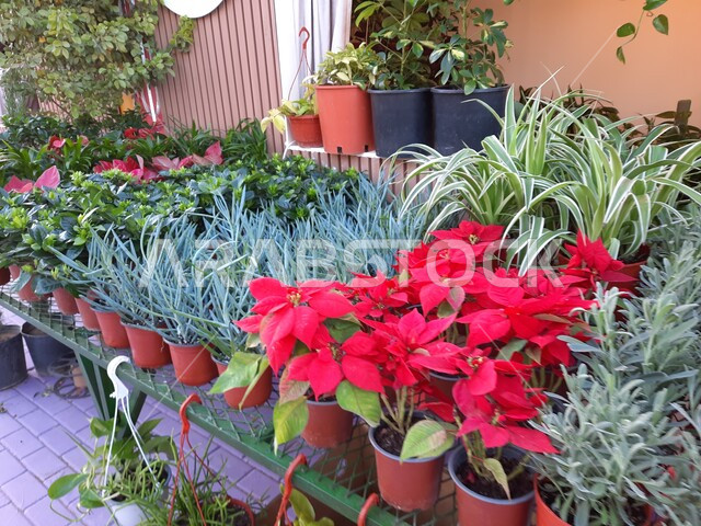 A corner for arranging and selling flowers and plants in the event park in Yanbu Industrial City, agricultural tools and nursery products at the Flower Festival, a family, environmental, cultural and entertainment destination, environmental preservation and sustainable development, natural tourist exhibitions and festivals in the Kingdom of Saudi Arabia.