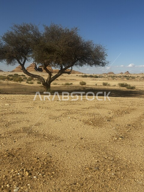 شجرة خضراء وسط الكثبان الرملية في الصحاري العربية في النهار، البيئة الصحراوية والأراضي الجرداء في المملكة العربية السعودية، نمو النباتات البرية والأعشاب، خلفية الطبيعة
