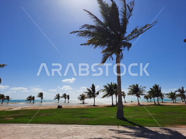 الحدائق العامة والمنتزهات امام شاطئ الهيئة الملكية في منطقة الجار في النهار، الأراضي الخضراء للجلوس والاستمتاع على ساحل البحر الاحمر، الاهتمام بزراعة أشجار النخيل والنباتات في المدن السياحية, مناطق وأماكن عائليه ترفيهيه في مدينة ينبع في المملكة العربية السعودية