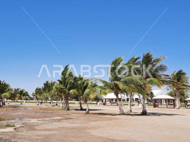 الممرات والأماكن المخصصة للمشي والتجول وممارسة الرياضة على ساحل البحر الاحمر، زراعة أشجار النخيل والنباتات في المدن السياحية, مناطق عائليه ترفيهيه في مدينة ينبع في المملكة العربية السعودية، الحدائق العامة امام شاطئ الهيئة الملكية في منطقة الجار في النهار