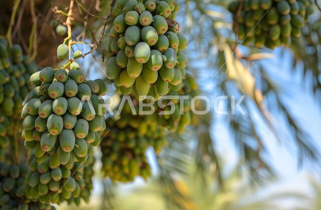 اشجار النخيل المثمرة في المحميات الطبيعية، صورة مقربة لتمور خضراء مورقة على شجرة النخيل في مزارع المملكة العربية السعودية، موسم حصاد التمر, منتجات وطنية محلية، وجبة غذائية صحية ذات قيمة عالية